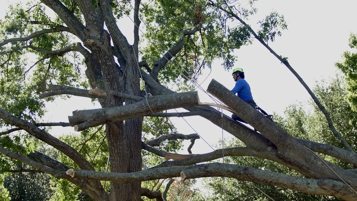 Professional Hazardous Tree Removal performed by certified arborists in Bainbridge Island