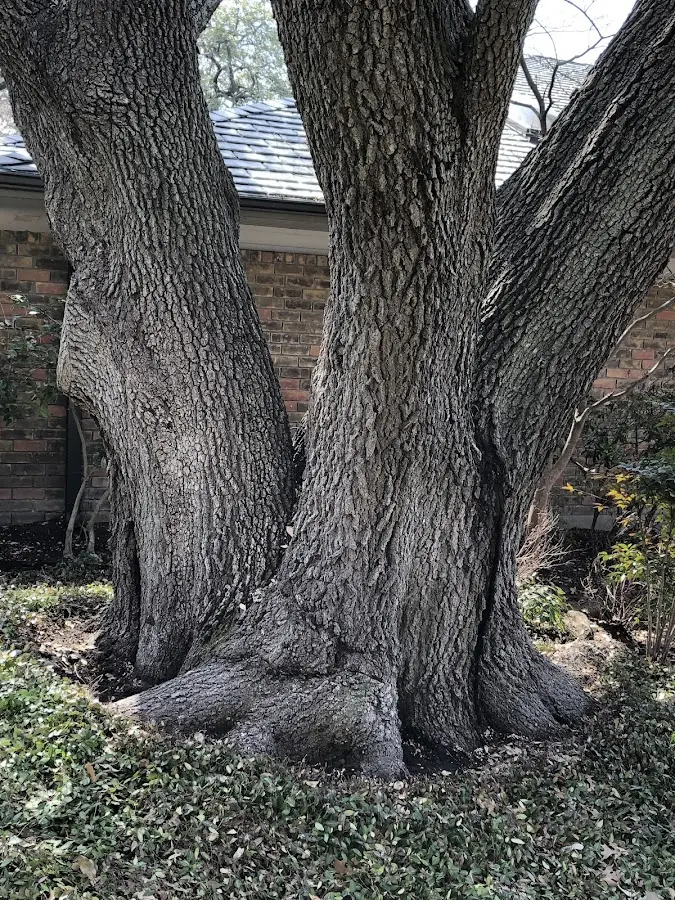 Mature heritage tree close to a Bainbridge Island property cared for by certified arborists